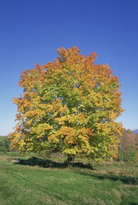 Framed Print : Maple tree in fall colours in the White Mountains Framed Print : Maple tree in fall colours in the White Mountains