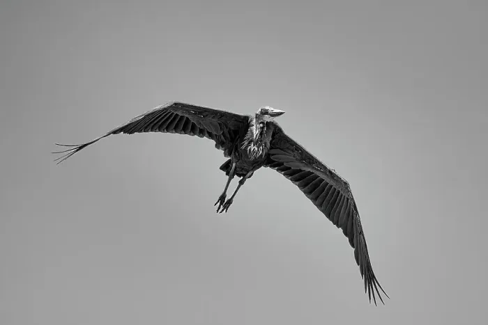 Framed Print : A Marabou stork (Leptoptilos crumenifer) in flight over the Maasai Mara, Kenya, East Africa, Africa Framed Print : A Marabou stork (Leptoptilos crumenifer) in flight over the Maasai Mara, Kenya, East Africa, Africa