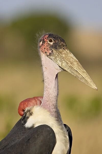 Marabou stork (Leptoptilos crumeniferus), Masai Mara National Reserve, Kenya