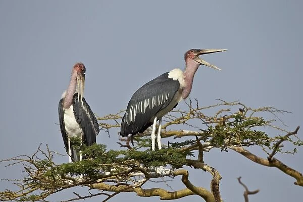 Marabou stork (Leptoptilos crumeniferus), Serengeti National Park, Tanzania, East Africa, Africa