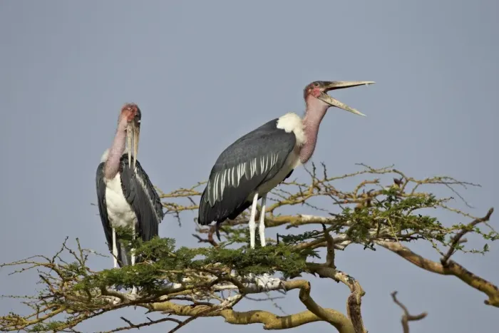 Framed Print : Marabou stork (Leptoptilos crumeniferus), Serengeti National Park, Tanzania, East Africa, Africa Framed Print : Marabou stork (Leptoptilos crumeniferus), Serengeti National Park, Tanzania, East Africa, Africa