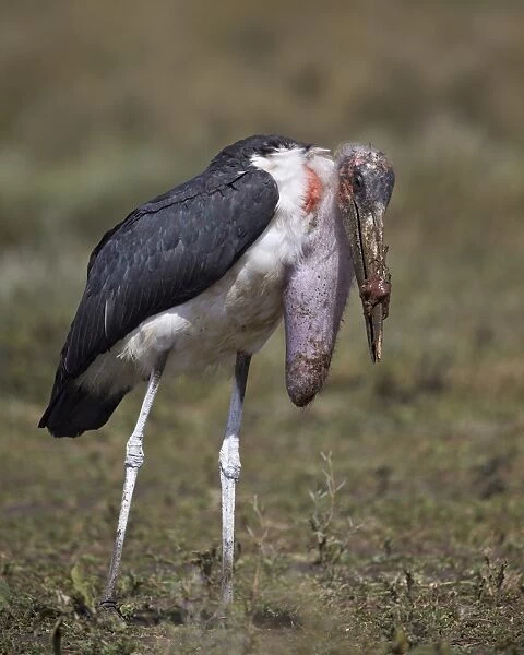 Marabou stork (Leptoptilos crumeniferus) with a full crop, Serengeti National Park, Tanzania, East Africa, Africa
