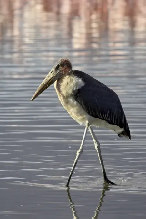Framed Print : Marabou stork (Leptoptilos crumeniferus) wading in Lake Nakuru, Lake Nakuru National Park Framed Print : Marabou stork (Leptoptilos crumeniferus) wading in Lake Nakuru, Lake Nakuru National Park