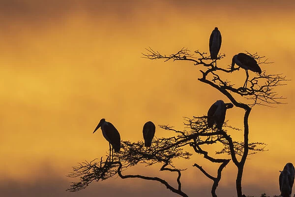 Marabou storks (Leptoptilos crumeniferus) perching on a tree at sunrise, Tanzania