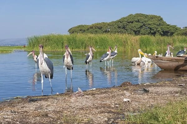 Marabou storks (Leptoptilos crumeniferus) and white pelicans (Pelecanus onocrotalus), Awasa harbour, Ethiopia, Africa