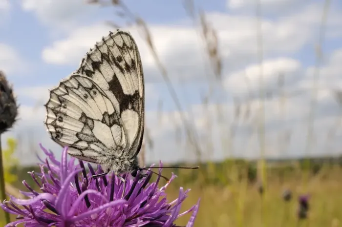 Framed Print : Marbled white butterfly (Melanargia galathea), feeding on Greater knapweed flower (Centaurea scabiosa), Wiltshire, England Framed Print : Marbled white butterfly (Melanargia galathea), feeding on Greater knapweed flower (Centaurea scabiosa), Wiltshire, England