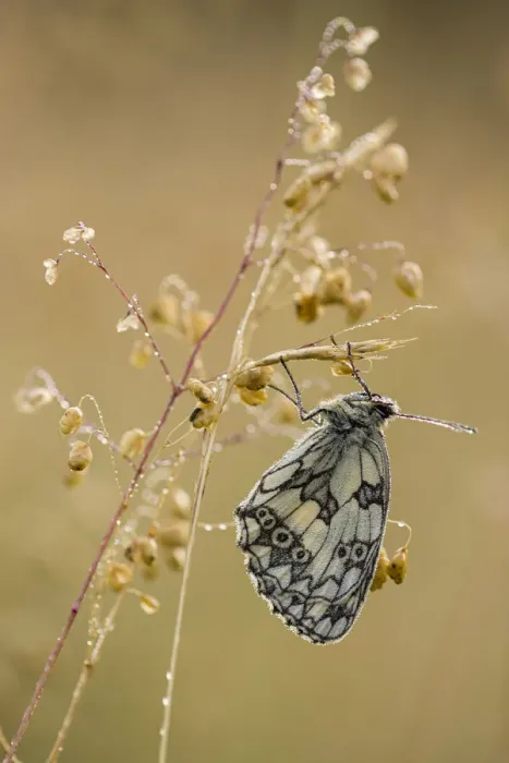 Framed Print : Marbled White (Melanargia galathea) butterfly, adult roosting on grass, in meadow habitat Framed Print : Marbled White (Melanargia galathea) butterfly, adult roosting on grass, in meadow habitat
