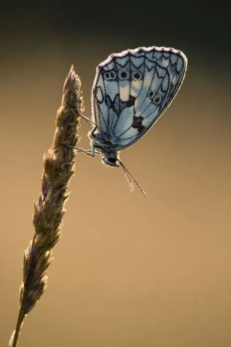 Framed Print : Marbled White (Melanargia galathea) butterfly, adult roosting on grass, in meadow habitat Framed Print : Marbled White (Melanargia galathea) butterfly, adult roosting on grass, in meadow habitat