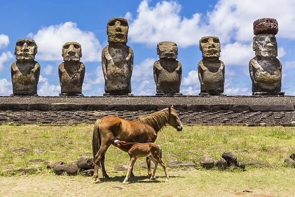 Mare nursing foal at the 15 moai restored ceremonial site of Ahu Tongariki on Easter Island (Isla de Pascua) (Rapa Nui), UNESCO World Heritage Site, Chile, South America