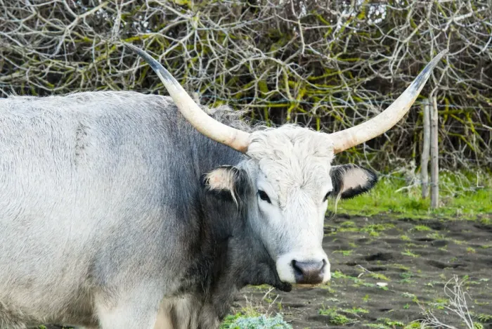 Framed Print : Maremmana cow, Province of Grosseto, Maremma, Tuscany, Italy, Europe Framed Print : Maremmana cow, Province of Grosseto, Maremma, Tuscany, Italy, Europe