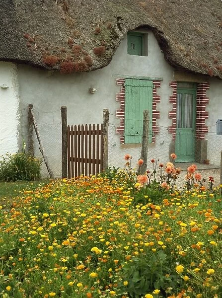Marigolds and dahlias in the garden of a thatched cottage in La Grande Briere