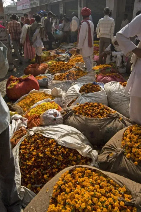 Framed Print : Marigolds tied up in cloth and sacking ready for sale, flower market, Bari Chaupar Framed Print : Marigolds tied up in cloth and sacking ready for sale, flower market, Bari Chaupar