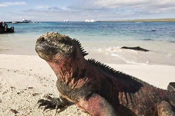 Marine iguana (Amblyrhynchus cristatus), Suarez Point, Isla Espanola (Hood Island)