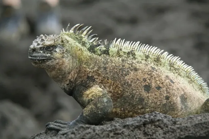 Framed Print : Marine iguana, Fernandina Island, Galapagos, Ecuador, South America Framed Print : Marine iguana, Fernandina Island, Galapagos, Ecuador, South America