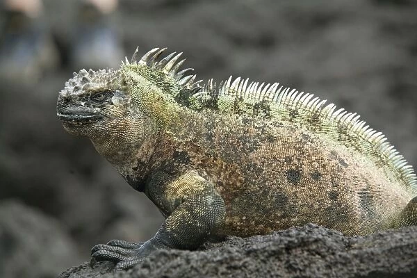 Marine iguana, Fernandina Island, Galapagos, Ecuador, South America