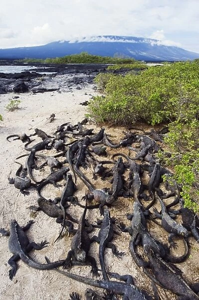Marine iguanas (Amblyrhynchus cristatus), Isla Isabela, Galapagos Islands