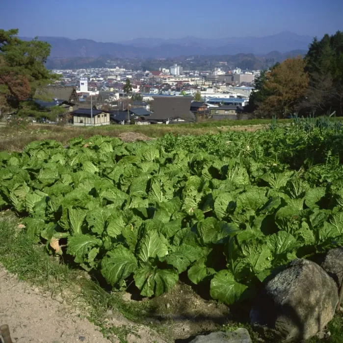 Framed Print : Market garden cabbages, Takayama, Honshu, Japan, Asia Framed Print : Market garden cabbages, Takayama, Honshu, Japan, Asia