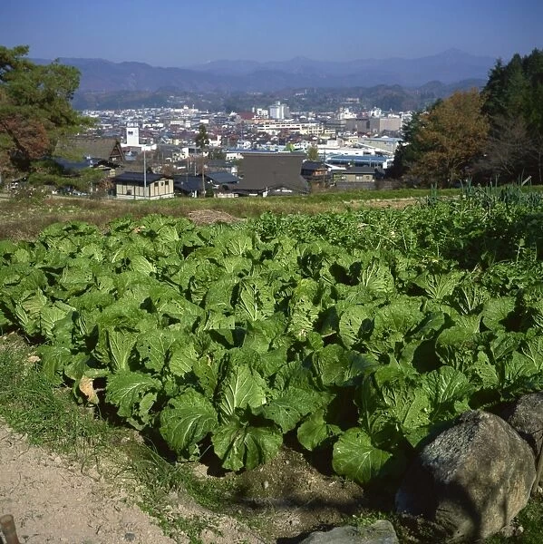 Market garden cabbages, Takayama, Honshu, Japan, Asia