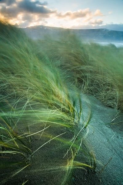 Marram grass blows in the wind, Harlech, Gwynedd, Wales, United Kingdom, Europe