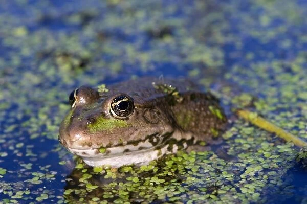 The marsh frog (Pelophylax ridibundu) an escaped garden alien introduced to Kent in 1935, England, United Kingdom, Europe