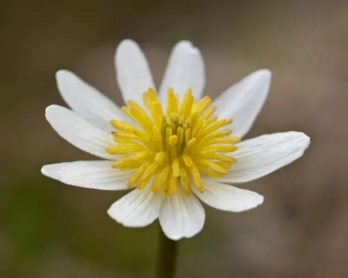 Framed Print : Marsh Marigold (Elk