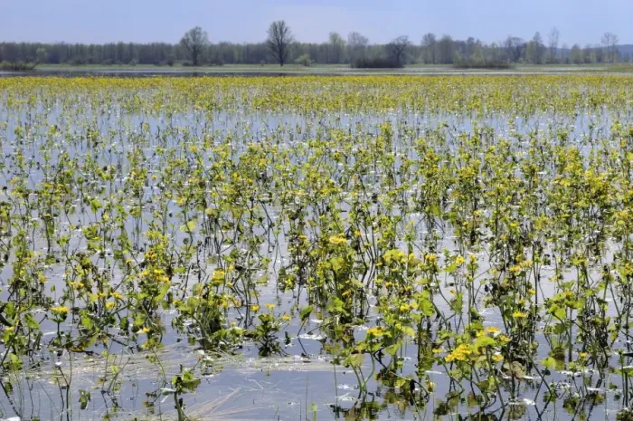 Framed Print : Marsh marigolds (kingcups) (Caltha palustris) flowering on flooded Narew sedge marshes, Krzewo, Podlaskie, Poland, Europe Framed Print : Marsh marigolds (kingcups) (Caltha palustris) flowering on flooded Narew sedge marshes, Krzewo, Podlaskie, Poland, Europe