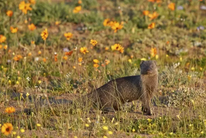 Framed Print : Marsh Mongoose (Atilax paludinosus) among wildflowers, Namaqua National Park, Namakwa Framed Print : Marsh Mongoose (Atilax paludinosus) among wildflowers, Namaqua National Park, Namakwa