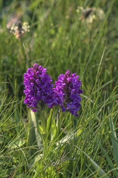 Marsh orchid, Loop Head, County Clare, Munster, Republic of Ireland, Europe