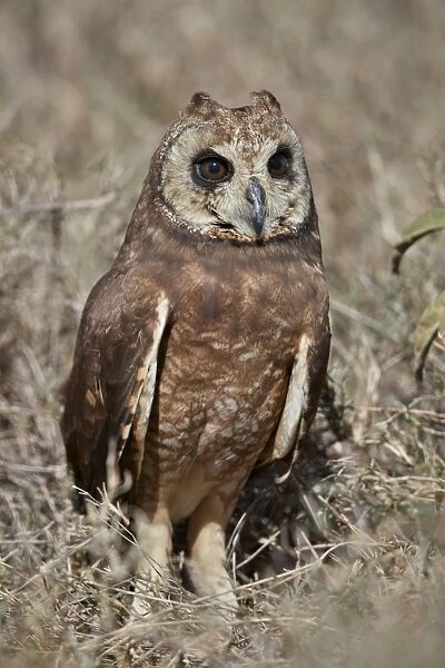 Marsh Owl (Asio capensis), Ngorongoro Conservation Area, Tanzania, East Africa, Africa