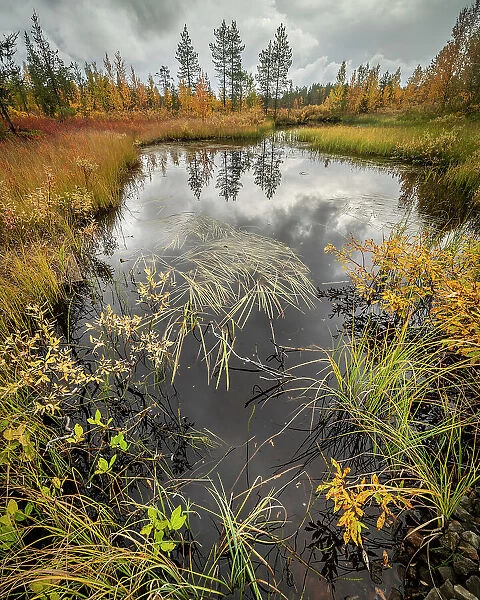 Marsh pool and grasses, autumn colour, Finland, Europe