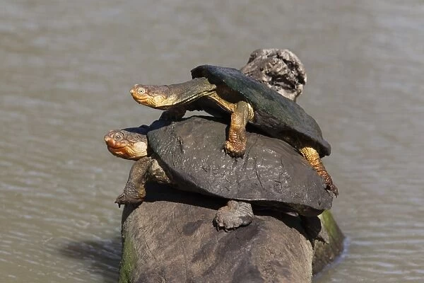 Marsh terrapin (African helmeted turtle) (Pelomedusa subrufa) stacked up on log, Mkhuze game reserve, South Africa, Africa