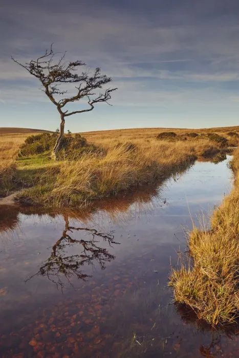 Framed Print : Marshland on the high rugged moors of Dartmoor National Park in evening sunlight Framed Print : Marshland on the high rugged moors of Dartmoor National Park in evening sunlight