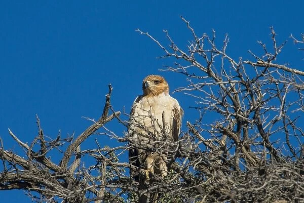 Martial eagle (Polemaetus bellicosus), Kalahari Transfrontier Park, South Africa, Africa