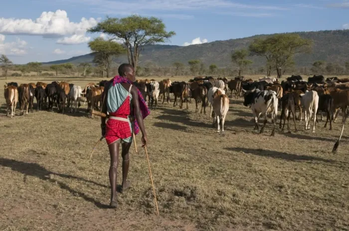 Framed Print : Masai with cattle, Masai Mara, Kenya, East Africa, Africa Framed Print : Masai with cattle, Masai Mara, Kenya, East Africa, Africa