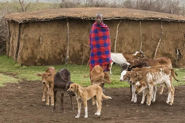 Masai with his cattle, Masai Mara, Kenya, East Africa, Africa