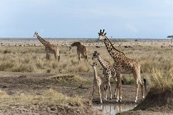 Masai giraffe (Giraffa camelopardalis), Masai Mara, Kenya, East Africa, Africa