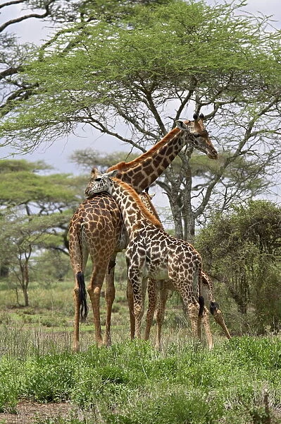 Masai Giraffe (Giraffa camelopardalis tippelskirchi) mother and young, Serengeti National Park
