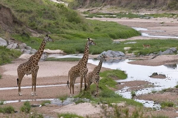 Masai giraffe (Giraffa camelopardalis), Masai Mara National Reserve, Kenya