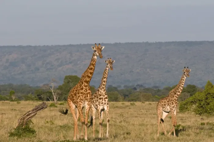 Framed Print : Masai giraffe (Giraffa camelopardalis), Masai Mara National Reserve, Kenya Framed Print : Masai giraffe (Giraffa camelopardalis), Masai Mara National Reserve, Kenya