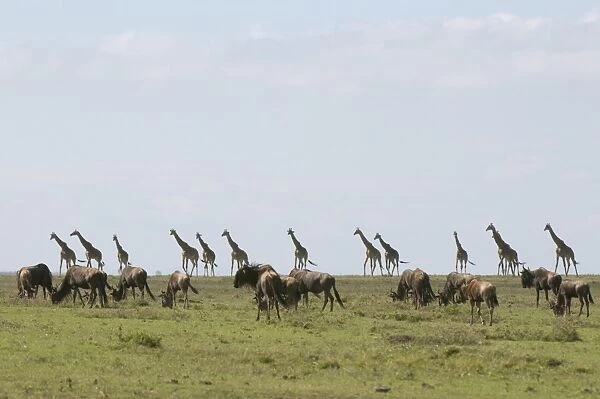 Masai giraffe (Giraffa camelopardalis), Masai Mara National Reserve, Kenya