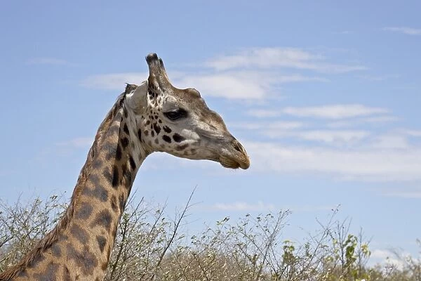 Masai giraffe (Giraffa camelopardalis tippelskirchi), Masai Mara National Reserve