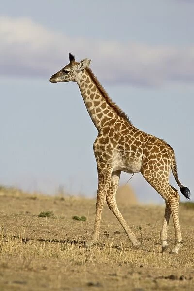 Masai giraffe (Giraffa camelopardalis tippelskirchi) calf with its umbilical cord still attached