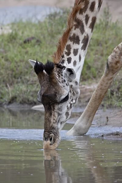 Masai giraffe (Giraffa camelopardalis tippelskirchi) drinking, Masai Mara National Reserve