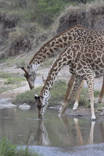 Two Masai giraffe (Giraffa camelopardalis tippelskirchi) drinking, Masai Mara National Reserve