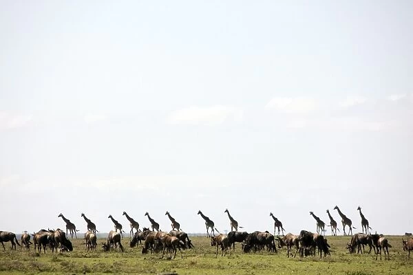 Masai giraffe (Giraffa camelopardalis tippelskirchi) and wildebeests, Masai Mara National Reserve