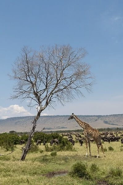 Masai Giraffe (Giraffa camelopardalis), Masai Mara, Kenya, East Africa, Africa