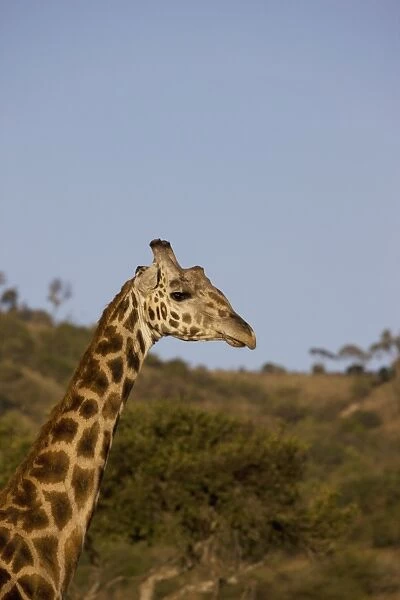 Masai giraffe (Giraffa camelopardalis tippelskirchi), Masai Mara National Reserve, Kenya, East Africa, Africa