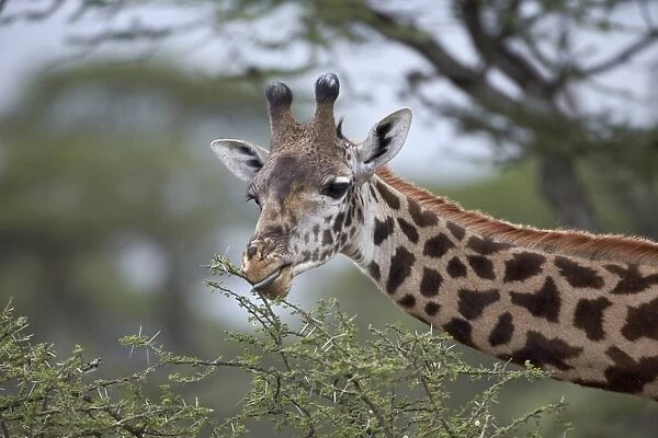 Masai giraffe (Giraffa camelopardalis tippelskirchi) eating, Serengeti National Park, Tanzania, East Africa, Africa