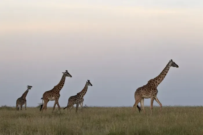 Framed Print : Four Masai giraffe (Giraffa camelopardalis tippelskirchi), Serengeti National Park, Tanzania, East Africa, Africa Framed Print : Four Masai giraffe (Giraffa camelopardalis tippelskirchi), Serengeti National Park, Tanzania, East Africa, Africa