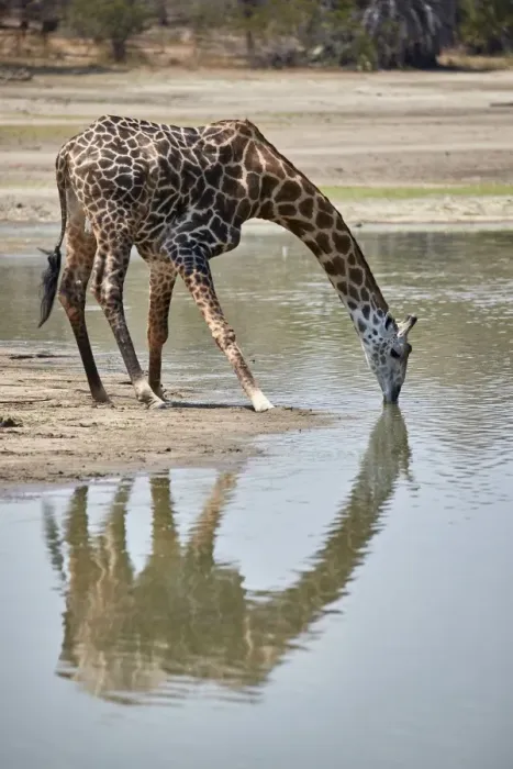 Framed Print : Masai giraffe (Giraffa camelopardalis tippelskirchi) drinking, Selous Game Reserve Framed Print : Masai giraffe (Giraffa camelopardalis tippelskirchi) drinking, Selous Game Reserve